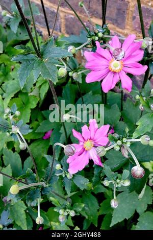 Anemone hupehensis var japonica «Bressingham Glow» anemone giapponese Bressingham Glow – semi-doppi fiori rosa profondi a forma di piattino con centro verde, Foto Stock