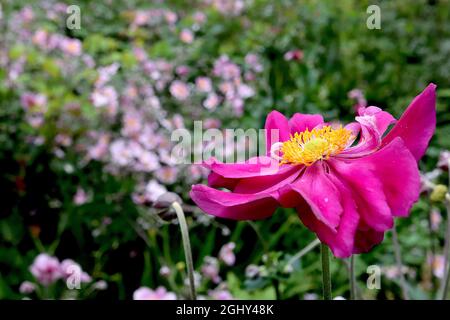 Anemone hupehensis var japonica «Bressingham Glow» anemone giapponese Bressingham Glow – semi-doppi fiori rosa profondi a forma di piattino con centro verde, Foto Stock