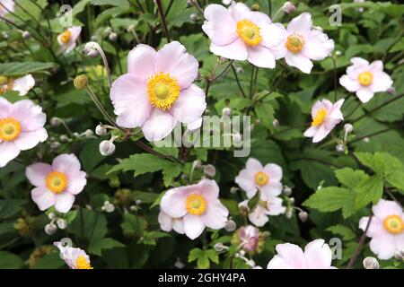 Anemone x Hybrid ‘Robustissima’ anemone giapponese Robustissima – fiori singoli rosa pallido a forma di piattino e centro verde, agosto, Inghilterra, Regno Unito Foto Stock