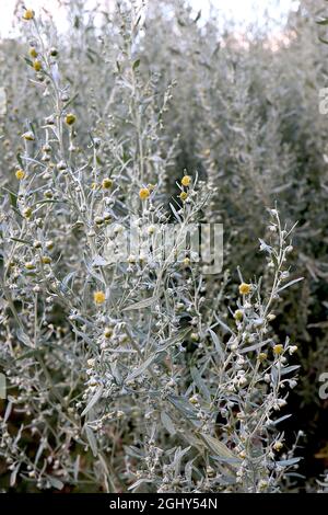 Artemisia absinthium comune wormwood – steli alti di fiori giallo scuro e foglie e steli verde argento, agosto, Inghilterra, Regno Unito Foto Stock