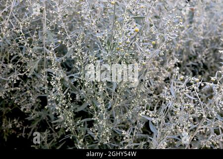 Artemisia absinthium comune wormwood – steli alti di fiori giallo scuro e foglie e steli verde argento, agosto, Inghilterra, Regno Unito Foto Stock