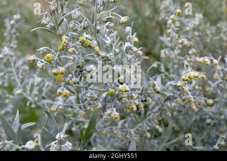 Artemisia absinthium comune wormwood – steli alti di fiori giallo scuro e foglie e steli verde argento, agosto, Inghilterra, Regno Unito Foto Stock