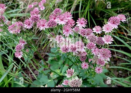 Astrantia major ‘Roma’ masterwort Roma – fiori tubolari rosa con bracts rosa pallido a punta verde, agosto, Inghilterra, Regno Unito Foto Stock