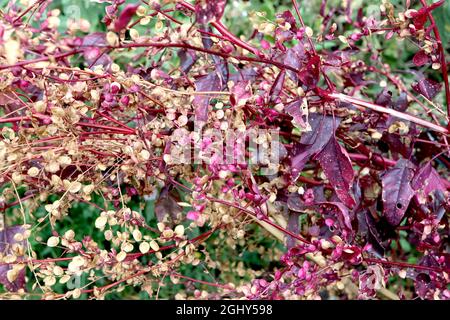 Atriplex hortensis var rubra spinaci di montagna rossi – baccelli di semi secchi e cremisi rotondi su racemi verticali e foglie rosse porpora su steli alti, agosto Foto Stock