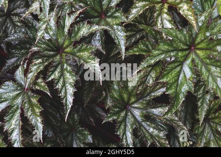 Begonia x Hybrid ‘Gryphon’ foglie di colore verde scuro a forma di sicomoro con chiazze d’argento e margini dentellati rossi, agosto, Inghilterra, Regno Unito Foto Stock
