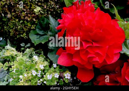 Begonia tuberosa ‘Nonstop Red’ fiori rossi doppi e foglie a forma di angelo verde scuro con vene verdi, agosto, Inghilterra, Regno Unito Foto Stock