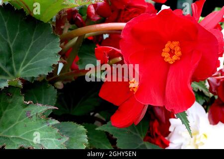 Begonia tuberosa ‘Nonstop Red’ fiori rossi doppi e foglie a forma di angelo verde scuro con vene verdi, agosto, Inghilterra, Regno Unito Foto Stock