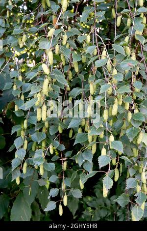 Betula pendula argento betulla – cetini femmina verde chiaro e piccole foglie di ovato verde scuro, agosto, Inghilterra, Regno Unito Foto Stock