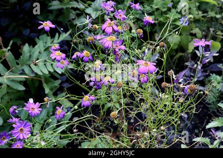 Brachyscome iberidifolia «Brachy Blue» margherita di fiume cigno – fiori viola blu e foglie filosimili, agosto, Inghilterra, Regno Unito Foto Stock