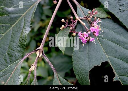 Callicarpa bodineri ‘profusion’ Beautyberry profusion – piccoli gruppi di piccoli fiori rosa profondi e foglie verde molto scure, agosto, Inghilterra, Regno Unito Foto Stock