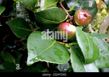 Camellia japonica camellia giapponese frutta / capsula – rotondo verde rosso lucido mela-come frutta / capsula e verde scuro foglie lucide, agosto, Inghilterra, Foto Stock