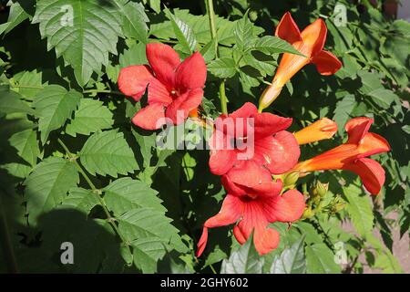 Campsis Radicans tromba vite – grandi fiori a forma di imbuto con tubo arancione, agosto, Inghilterra, Regno Unito Foto Stock