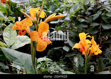 Canna ‘Picasso’ canna giglio Picasso – fiori gialli con macchie rosse e petali riflessi, foglie di ovato verde scuro, agosto, Inghilterra, Regno Unito Foto Stock