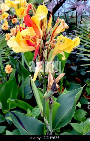 Canna ‘Picasso’ canna giglio Picasso – fiori gialli con macchie rosse e petali riflessi, foglie di ovato verde scuro, agosto, Inghilterra, Regno Unito Foto Stock