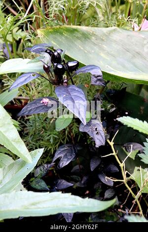 Capsicum annuum ‘Black Pearl’ pepe ornamentale Black Pearl – frutta nera matura e foglie viola nere, agosto, Inghilterra, Regno Unito Foto Stock