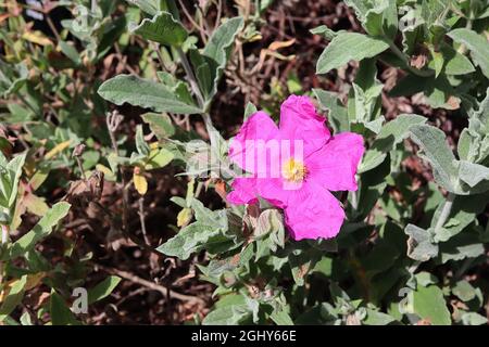 Rosa di roccia con foglie di cistus croccante – fiori rosa profondi con petali crespati e foglie verdi gialle pelose con vene verticali, agosto, Inghilterra, Regno Unito Foto Stock