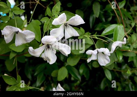 Clematis viticella ‘Alba Luxurians’ clematis bianco con petali ritorti e schizzi verdi, agosto, Inghilterra, Regno Unito Foto Stock