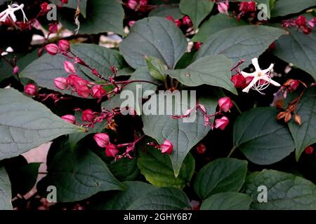 Cherodendrum trichotomum var fargesii Farges harlequin Glorybower – fiori bianchi a forma di stella e boccioli di fiori a forma di diamante cremisi, agosto, Inghilterra Foto Stock