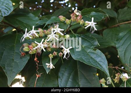 Clerodendrum trichotomum Harlequin Glory bower – fiori bianchi a forma di stella e boccioli di fiori a forma di diamante, verde chiaro e rosa profondo, agosto, Inghilterra, Foto Stock