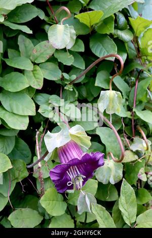 Cobaea scandens ‘Viola’ e vite da piattino – grandi fiori viola a forma di campana con sepali verdi pallidi ondulati, agosto, Inghilterra, Regno Unito Foto Stock