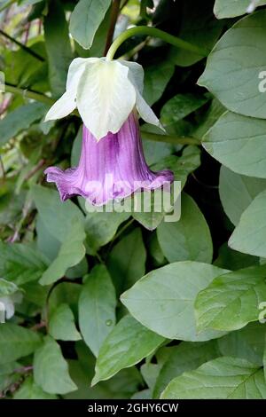 Cobaea scandens ‘Viola’ e vite da piattino – grandi fiori viola a forma di campana con sepali verdi pallidi ondulati, agosto, Inghilterra, Regno Unito Foto Stock