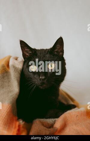 Gatto nero avvolto in una coperta Foto Stock