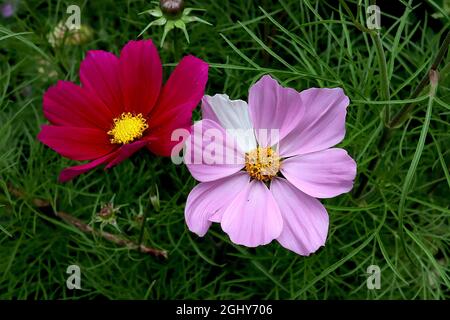 COSMOS bipinnatus ‘Apollo Carmine’ fiori rossi viola, Cosmos bipinnatus ‘Apollo Pink’ fiori rosa medi, agosto, Inghilterra, Regno Unito Foto Stock