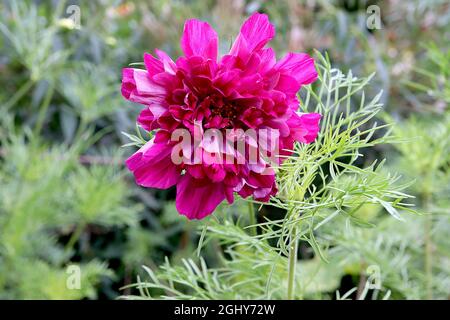 COSMOS bipinnatus ‘Double Click Cranberries’ fiori rosa profondi doppi con fiori tubolari, agosto, Inghilterra, Regno Unito Foto Stock