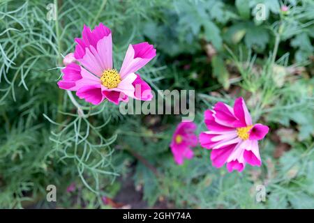 COSMOS bipinnatus ‘Sea Shells’ singoli fiori rosa profondi con fiori tubolari, agosto, Inghilterra, Regno Unito Foto Stock