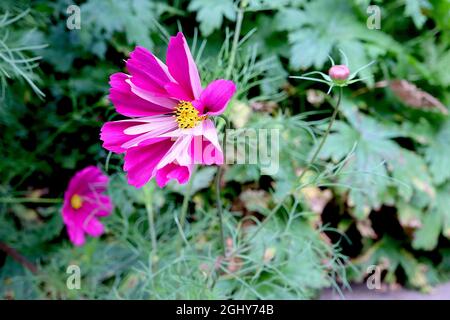 COSMOS bipinnatus ‘Sea Shells’ singoli fiori rosa profondi con fiori tubolari, agosto, Inghilterra, Regno Unito Foto Stock