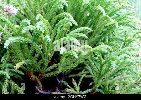 Cryptomeria japonica «globosa Nana», cedro giapponese globosa Nana – foglie di forma di palude verde fresche disposte a spirale attorno ai rami di arciamento; Foto Stock