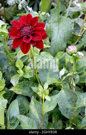 Dahlia ‘Arabian Night’ Group 5 Fiori decorativi Dahlia rosso scuro con petali ricurvi, agosto, Inghilterra, Regno Unito Foto Stock