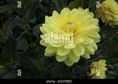 Dahlia ‘Glorie van Heemstede’ Waterlily Dahlia Group 4 piccoli fiori gialli al limone e foglie verdi scure, agosto, Inghilterra, Regno Unito Foto Stock