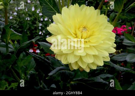 Dahlia ‘Glorie van Heemstede’ Waterlily Dahlia Group 4 piccoli fiori gialli al limone e foglie verdi scure, agosto, Inghilterra, Regno Unito Foto Stock