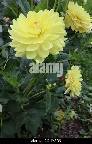 Dahlia ‘Glorie van Heemstede’ Waterlily Dahlia Group 4 piccoli fiori gialli al limone e foglie verdi scure, agosto, Inghilterra, Regno Unito Foto Stock