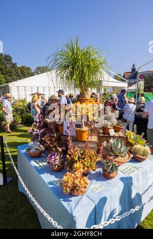 Mostra di succulenti e cactus al RHS Garden Wisley Flower Show 2021, lo spettacolo annuale nell'iconico RHS Garden a Wisley, Surrey all'inizio di settembre Foto Stock