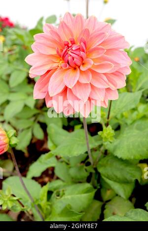 Dahlia ‘Jitterbug’ Decorative Dahlia Group 5 fiori rosa corallo con lavaggio giallo, punte di petalo giallo, petali interni rosa profondi, agosto, Inghilterra, Regno Unito Foto Stock