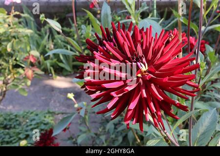 Dahlia ‘Nuit D’Ete’ semi-cactus dahlia Group 9 fiori rossi profondi con petali arrotolati e spiky, agosto, Inghilterra, Regno Unito Foto Stock