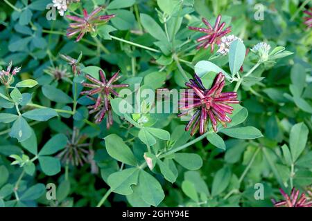 Dorycnium rettum maggiore badassi – cialde sferiche di semi rossi e marroni con tubi arrotondati simili ad asta e foglie di obovato verde medio, agosto, Inghilterra, Regno Unito Foto Stock