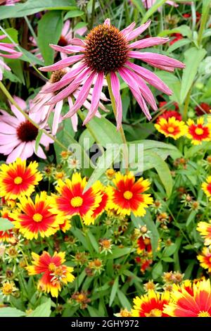 Echinacea purpurpurea ‘Baby Swan Pink’ Coneflower Swan Pink, Coreopsis ‘Grandiflora uptick Gold and Bronze’ seme di tickseed Oro e Bronzo, agosto, Inghilterra, Regno Unito Foto Stock