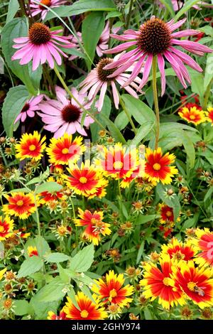 Echinacea purpurpurea ‘Baby Swan Pink’ Coneflower Swan Pink, Coreopsis ‘Grandiflora uptick Gold and Bronze’ seme di tickseed Oro e Bronzo, agosto, Inghilterra, Regno Unito Foto Stock