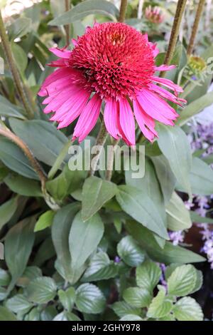 Echinacea purpurpurea ‘Delicious Candy’ Coneflower Delicious Candy – fiori doppi di petali rosa profondi con fiori rosa a raggi rossi, agosto, Inghilterra, Regno Unito Foto Stock