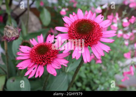 Echinacea purpurpurea ‘Delicious Candy’ Coneflower Delicious Candy – fiori doppi di petali rosa profondi con fiori rosa a raggi rossi, agosto, Inghilterra, Regno Unito Foto Stock