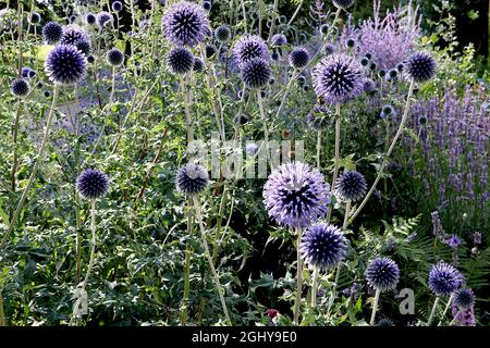 Echinops ritro ‘Veitch’s Blue’ globo Thistle Veitchs Blue - teste di fiori sferiche blu spiky profondo, agosto, Inghilterra, Regno Unito Foto Stock