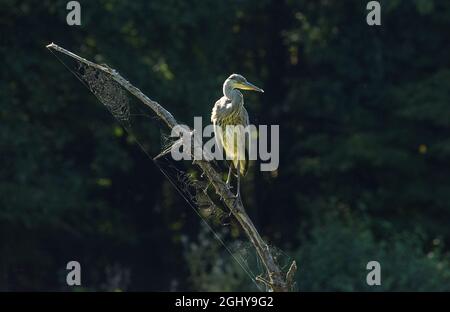 giovane airone grigio siede su un ramo Foto Stock