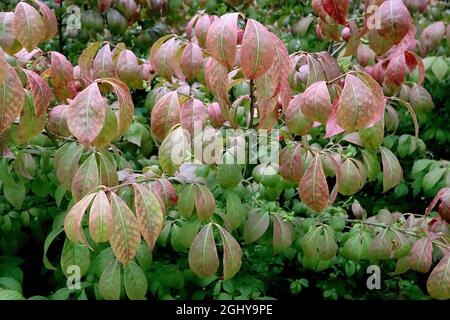Euonymus alatus alinged fusello – rosso e verde medio foglie pendolari, agosto, Inghilterra, Regno Unito Foto Stock