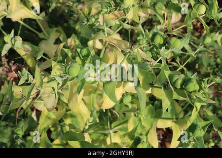 Euphorbia lathyrus caper surge – bacini di semi verdi di mela composti da tre semi compressi insieme, agosto, Inghilterra, Regno Unito Foto Stock