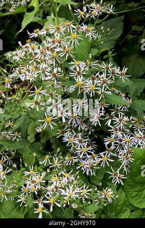 Eurybia divaricata White wood aster - grappoli a testa piatta di fiori bianchi a margherita con petali molto sottili, agosto, Inghilterra, Regno Unito Foto Stock