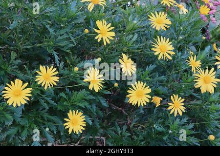 Euryops pectinatus euryops a foglia grigia – fiore giallo brillante simile a margherita sopra le foglie simili a felci, agosto, Inghilterra, Regno Unito Foto Stock