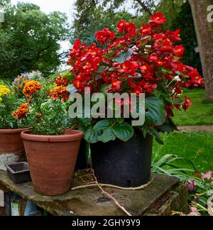 Begonias e marigolds in pentole Foto Stock